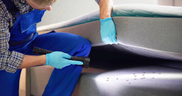 Best Wasp Removal Services  in Mission, KS